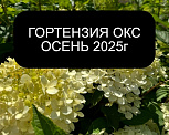 Гортензия ОКС(Лесково) ОСЕНЬ 2025г